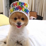 Sammy Wishes You a Happy New Years