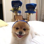 Sammy Wishes You a Happy New Years 2