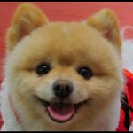 Sammy Wishes You a Happy New Years 5